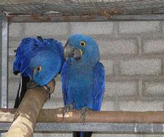 Pair Hyacinth Macaws